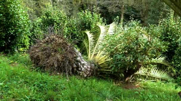 Eine Umgestürzte Palme Wurde Aus Dem Boden Gerissen Folgen Einer — Stockvideo