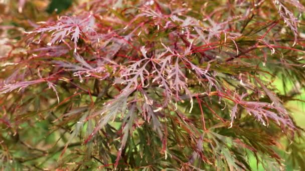 Acer Palmatum Ornatum Φύλλωμα Ιαπωνικό Σφενδάμι Κόκκινα Φύλλα Φθινόπωρο Κοντά — Αρχείο Βίντεο