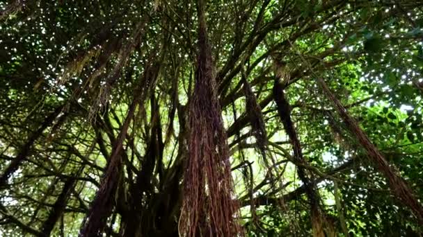 熱帯雨林で空中プロップのルーツを持つ古い巨大なインドのバンヤン木 — ストック動画