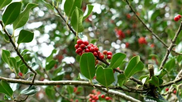 Aquário Ilex Árvore Azevinho Natal Com Bagas Vermelhas Folhas Verdes — Vídeo de Stock
