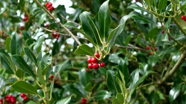 Színes Vörös Őszi Bogyók Ilex Aquifolium Téli Zöld Lombozat Karácsonyi — Stock videók