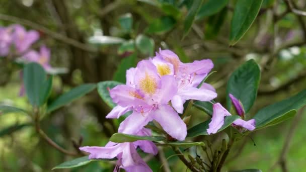 Rhododendron Catawbiense Purple Flower Bloom Close — Stock Video
