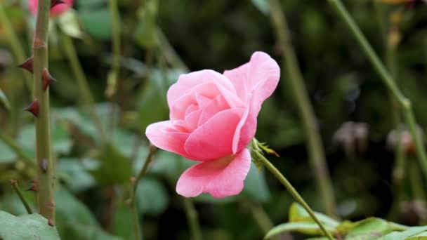 Őszi Kert Bokor Késő Szezonban Rózsaszín Rózsa Virág Közel Tövisek — Stock videók