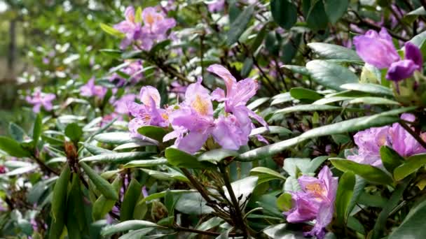 Rhododendron Catawbiense Purple Flower Bloom — Stock Video