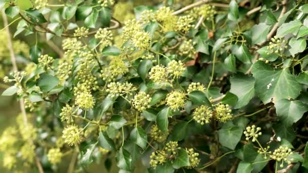 Hedera Helix Planta Hiedra Común Floreciente Con Flores Verdes Cerca — Vídeos de Stock