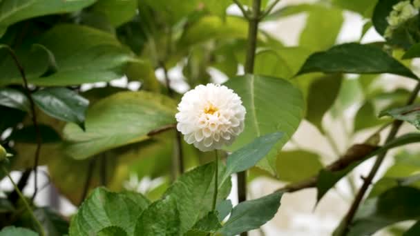 Weiße Dahlienblüte Auf Bauernplantage Mit Grünen Blättern Aus Nächster Nähe — Stockvideo
