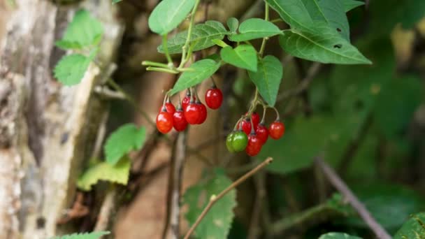 Giftige Rote Beeren Des Holzigen Nachtschattens Aus Nächster Nähe Solanum — Stockvideo