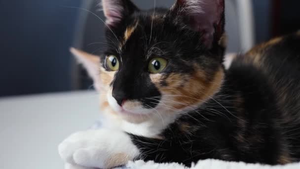 Manis Mengantuk Sedikit Kura Kura Kucing Dekat Dengan Teman Kucing — Stok Video