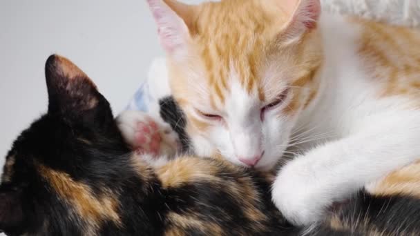 Par Amigos Gatos Dormidos Una Naranja Una Tortuga Gatitos Acostados — Vídeos de Stock