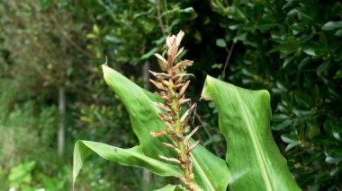 Güz zambakları çiçek üstüne çiçek açar. Hedychium gardnerianum fabrikasını kapatın.