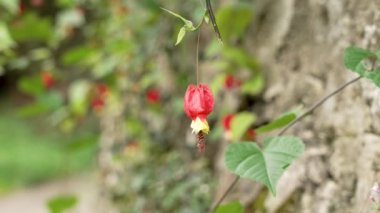 Abutilon megapotamicum veya Callianthe megapotamica köyün bahçesinde kırmızı çiçek