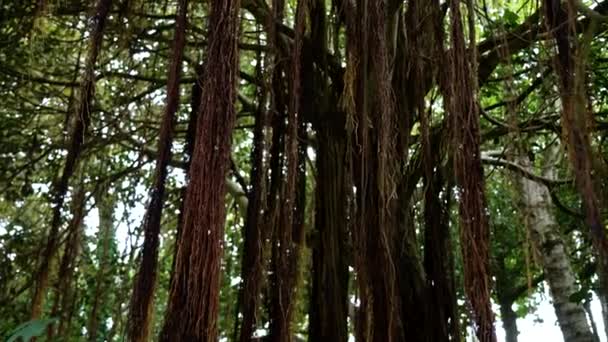 Incrível Gigante Indiano Banyan Árvore Com Pendurado Adereços Raízes Perto — Vídeo de Stock