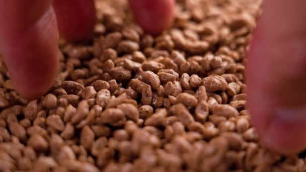 Ruka Vezme Suché Čokoládové Vločky Rýže Zblízka Bílkoviny Ranní Snídaně — Stock video