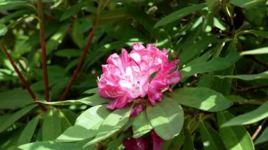 Yeşil yapraklı güzel Catawba Rosebay çiçekleri. Rododendron katawbiense bitkisi tamamen çiçek açmış.
