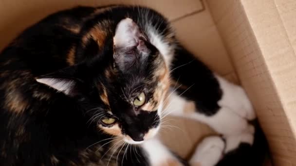 Verlaten Tricolor Calico Kitten Een Kartonnen Doos Voor Aanpassing Een — Stockvideo