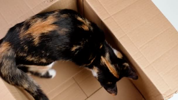 Speelse Calico Kitten Met Schildpaddenbont Speelt Een Kartonnen Doos Nieuwsgierige — Stockvideo