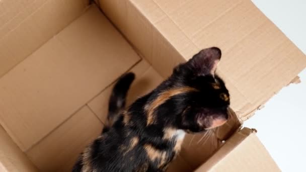 Ένα Μικρό Γατάκι Τρίχρωμη Γούνα Που Μασάει Χαρτόκουτο Καταφύγιο Γάτας — Αρχείο Βίντεο