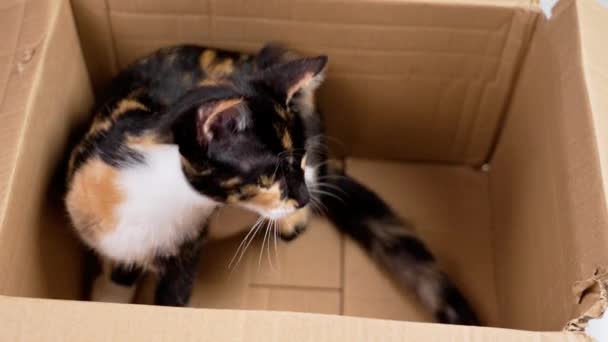 Χαριτωμένο Γατάκι Calico Ξύνοντας Λαιμό Του Ένα Κουτί Από Χαρτόνι — Αρχείο Βίντεο