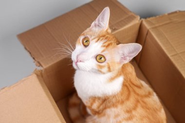 Karton bir kutuda oynaşan kızıl bir kedi yavrusu. Turuncu genç kedi. Yaklaş.