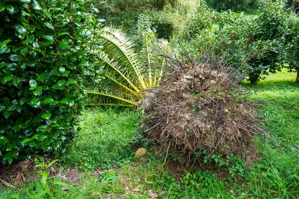 A fallen large palm tree after a tropical typhoon and a strong storm during the rainy season. Damaged torn roots close up