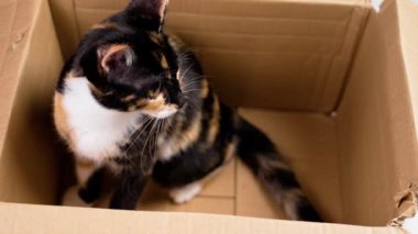 Karton bir kutuda mutlu, hareketli, aktif bir yavru kedi. Neşeli genç renkli kedi.
