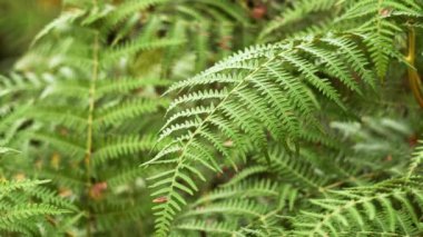 Tropikal ormanda güzel yeşil eğreltiotu yaprakları gün boyunca kapanıyor.