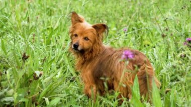 Yeşil çimenli ve mor çiçekli bir tarlada kameraya bakan küçük kirli bir köpek.