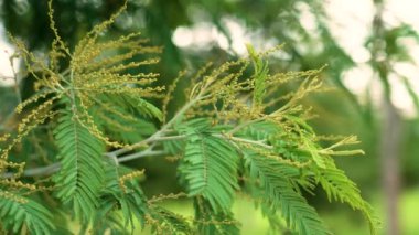 Erken sarı mimoza çiçekleri gündüz tomurcuklanır. Acacia dealbata. Kadın Günü konsepti