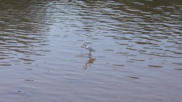 リトル エグレット エグレッタ ガッゼッタ は水の中に立って岸を歩いている間に魚を捕まえる — ストック動画