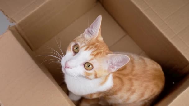 可爱的橙色小猫在纸板箱包裹关闭 生姜猫作为礼物的概念 — 图库视频影像
