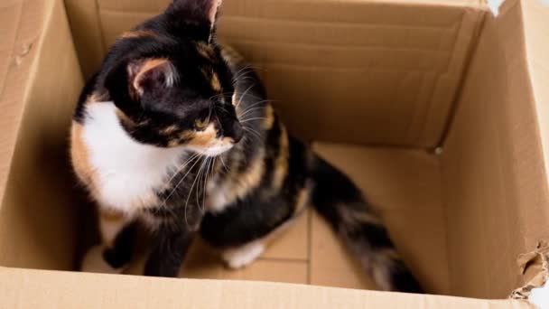 ハッピーフリスキーアクティブカリコキットは ボール紙の箱に入れられています 遊び心のある若いカラフルな猫 — ストック動画