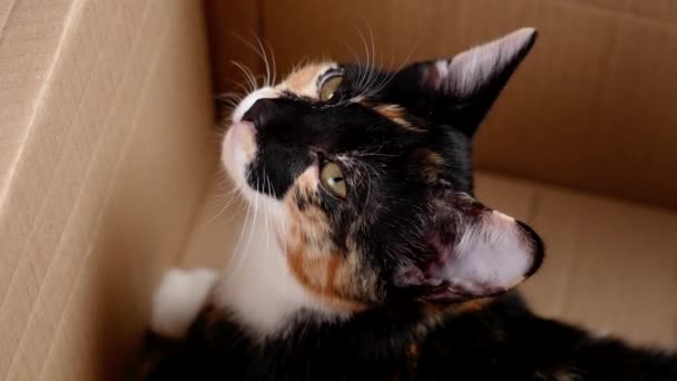 Grappig Slaperig Calico Kitten Een Kartonnen Pakketdoos Close Cat Als — Stockvideo