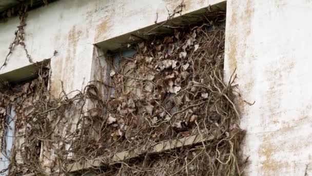 Martwy Bluszcz Pochodzi Suchych Liści Przykrywających Stare Okna Opuszczonego Budynku — Wideo stockowe