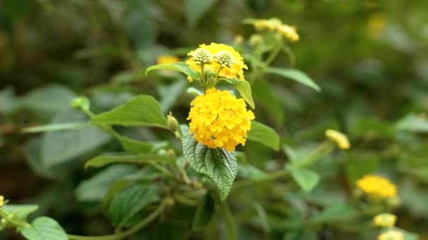 Lantana Kukkiva Kasvi Kauniita Värikkäitä Keltaisia Kukkia Vihreitä Lehtiä Lähikuva — kuvapankkivideo