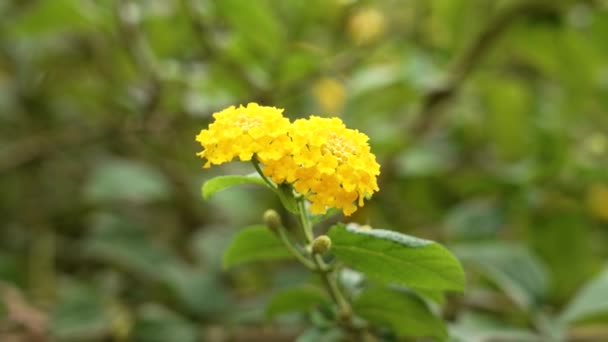 Krásné Žluté Květy Lantany Zelenými Listy Houpajícími Větru Zavřít — Stock video