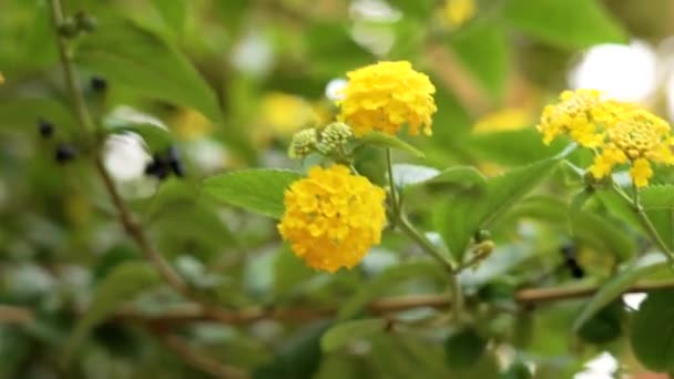 Planta Floreciente Lantana Con Hermosas Flores Amarillas Coloridas Hojas Verdes — Vídeo de stock