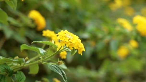 Flores Amarillas Lantana Con Frondoso Follaje Verde Balanceándose Viento Cerca — Vídeo de stock