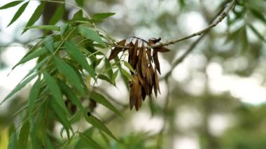 Ağaç dalında sonbahar külleri. Fraxinus excelsior