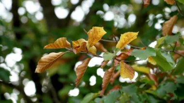 Kayın ağacının renkli sonbahar yaprakları (Fagus sylvatica) kapat