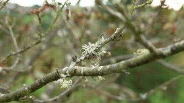 Sonbaharda ağaç dalında Oakmoss. Yapraklı liken. Evernia budanması