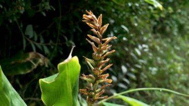 Süslü bir bahçede yeşil yapraklarla açtıktan sonra sonbahar Kahili kızıl çiçeği. Hedychium gardnerianum