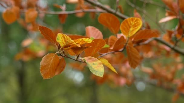 Многоцветные Буковые Осенние Листья Крупным Планом Фагус Обыкновенный — стоковое видео