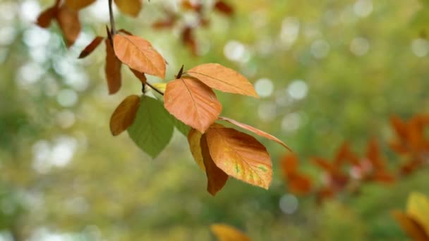 Pomerančové Zelené Bukové Listy Podzim Fagus Sylvatica — Stock video