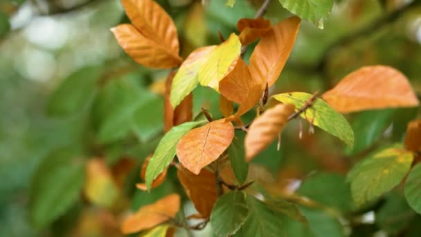Красивая Сезонная Осенняя Листва Разноцветного Бука Фагус Обыкновенный — стоковое видео