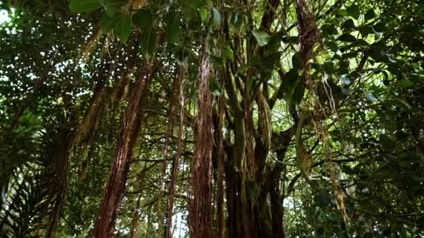 印度Banyan巨树 有藤蔓或空中根 天空背景和阳光 — 图库视频影像