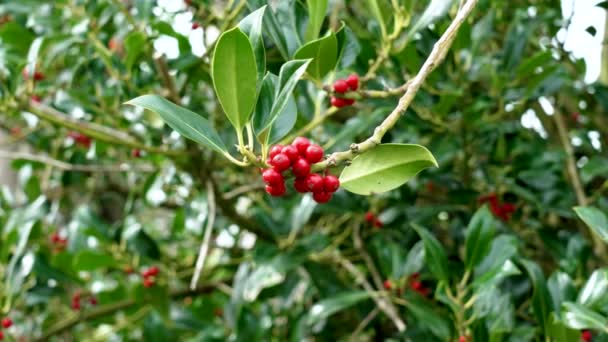 Europeiska Järnek Ilex Aquifolium Blad Och Röda Frukter Jordgubbar — Stockvideo
