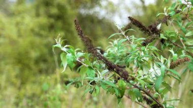 Ölen Buddleja Daviddii çiçeği. Mevsimlik Kelebek çalısı