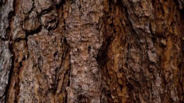 Ormandaki yaşlanan çam ağacının doğal desenli kahverengi kabuğu.