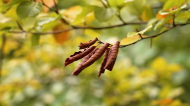 Bir ağaç dalında sonbahar kıvrımlı kahverengi kuru yapraklar. Güzel sonbahar manzarasının ayrıntıları