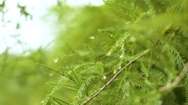 Yapraklarında yağmur damlaları olan kel selvi ağacı. Taze yeşil yaprakların üzerine çiy damlası düşer